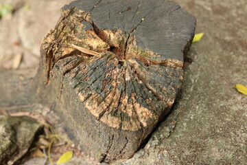 A cross section of a withered tree root