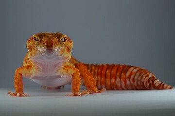 Potrait close-up Leopard gecko