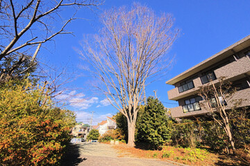 Obraz premium 大きな木のあるマンション