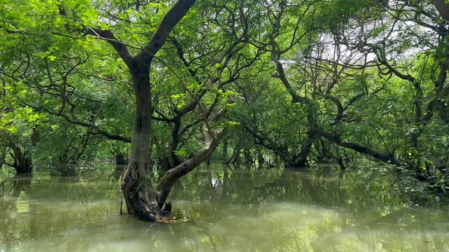 Serene Ratargul Swamp Forest in Sylhet, Bangladesh