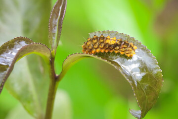 Caterpillar on a leaf