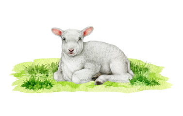 Small cute lamb on grassy ground vintage style illustration. Hand drawn baby sheep realistic illustration. Perfect for farm themed designs, baby products, Easter decor, countryside inspired projects