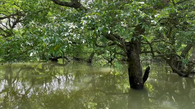 Tranquil Ratargul Swamp Forest in Sylhet, Bangladesh &ndash; A Unique Tropical Wetland Wonderland