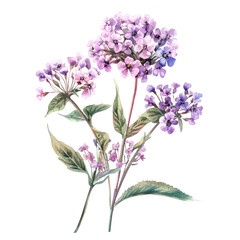 Obraz premium Beautiful Pastel Illustration of Valerianin Flowers with Retro Style, Perfect for Vintage-Inspired Designs and Decor