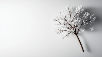 Fototapeta premium Winter Frost Tree Branch Minimalist Photography
