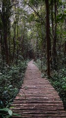 An old bridge made of wooden branches leads through a mangrove forest