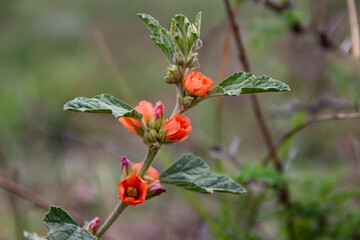 flowers of the marshmallow bush Sphaeralcea bonariensis