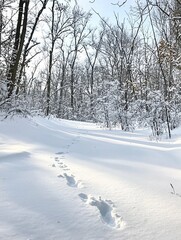 Fototapeta premium Majestic winter trees draped in fresh snow tower over a serene landscape, while scattered animal tracks suggest the presence of wildlife in the tranquil, frosty forest.