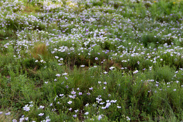 Nierembergia linariaefolia blooming in spring in the mountains