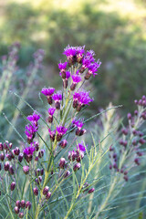 Obraz premium Vernonanthura nudiflora that grows wild in the mountains