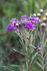 Vernonia mollisima flowering in the mountains