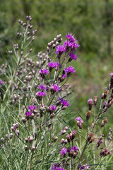 Vernonanthura nudiflora that grows wild in the mountains