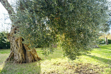 The lush crown of a beautiful old olive tree hanging low over the grass, photographed on a sunny...