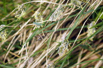 Beautiful plants in the mountains of Montenegro: a close-up photo of a Sesleria bush. Unusual spikelets of blue and green against the background of grass leaves. Flora of the Dinaric Alps.