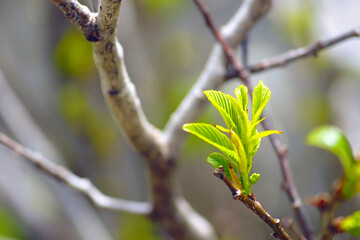 Spring in the forest close-up: a tree branch with green ribbed leaves gathered in a bunch, opening under the sun's rays. Macro shot of the first leaves of an elm. Plant life: awakening from winter
