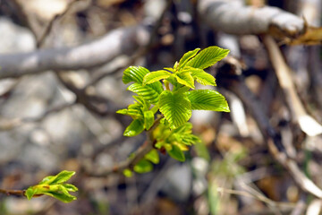 The arrival of spring in the forest: a close-up photo of an elm branch with the first leaves. May flora in the Orjen Nature Park - a tree with fresh, bright foliage in the Montenegrin mountains.