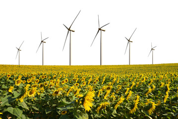 Wind turbines in the sunflower field isolated on transparent PNG background.