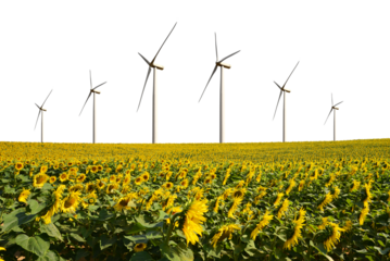 Wind turbines in the sunflower field isolated on transparent PNG background.