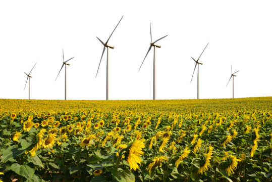 Wind turbines in the sunflower field isolated on transparent PNG background.