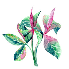 watercolor branch on white background