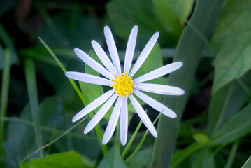 美しい姿の野菊
