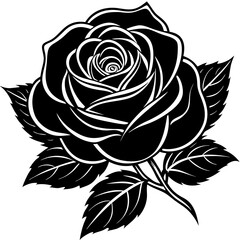 Black Rose in Full Bloom on White Canvas