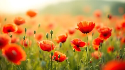 Obraz premium Poppy field, Remembrance day, Memorial Anzac day banner.