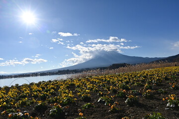 河口湖の大石公園から雲がかかった富士山ときれいな花々の風景