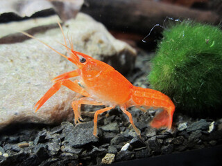 Beautiful cancer, orange color. In a home aquarium.