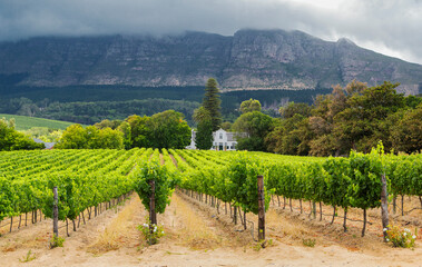 Picturesque vineyard landscape in the Constantia wine region in the Western Cape of South Africa with Cape Dutch- style building and dramatic mountain ranges in the background