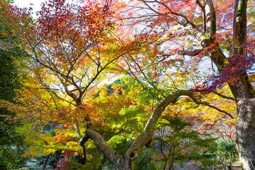 静岡県熱海市　熱海梅園の紅葉