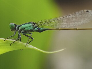 Close-Up of Green Damselfly with Detailed Wings and Body on Plant Stem