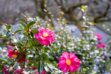 Obraz premium 赤い椿の花