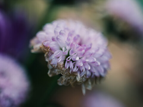 close up of a flower