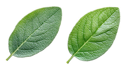 Fototapeta premium Green leaf isolated on white background 