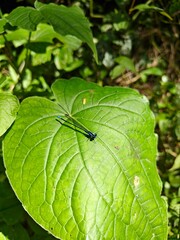 Caballito del Diablo posado sobre un hoja de planta verde