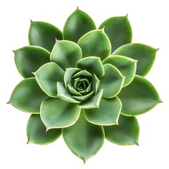 a group of green plants