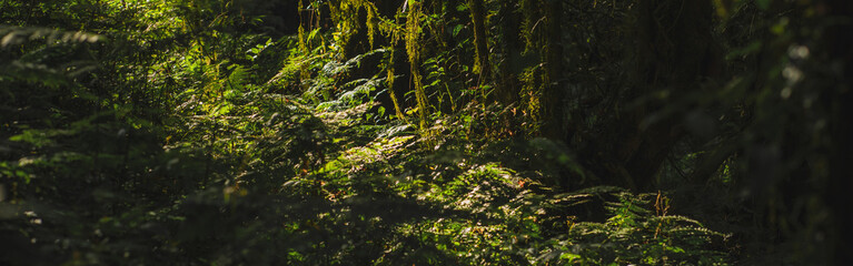 travel and people activity concept with hiking in tropical forest on mountain