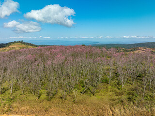 Fototapeta premium Aerial view of a lush forest with vibrant pink blossoms under a bright blue sky. The scenic landscape features rolling hills and distant mountains evoking a sense of tranquility and natural beauty
