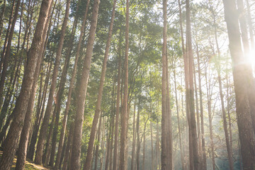 travel and people activity concept with hiking in tropical forest with pine tree on mountain