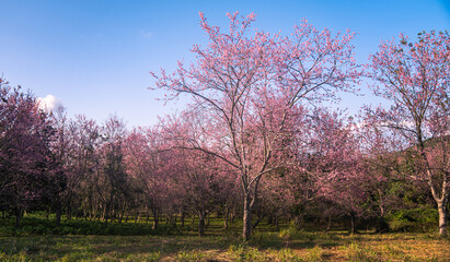 A vibrant close-up of cherry blossom branches in full bloom, set against a deep blue sky. The image captures the delicate pink flowers and budding blossoms, evoking the beauty of springtime renewal.