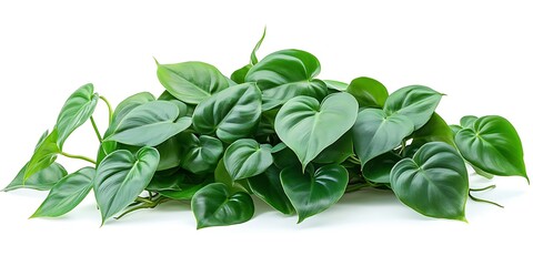 a colorful leaves on a pink background