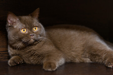 British shorthair cat in selective focus lies on a dark black background and looks with yellow eyes.