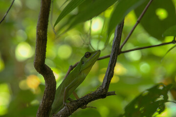 Green Lizard Amidst Tropical Forest Foliage.	
