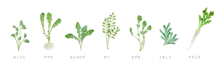 Naklejka premium 春の七草の水彩風イラスト 七草粥 手描き水彩イラスト