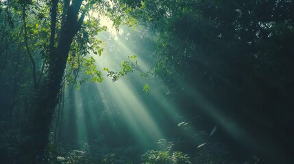 Sunbeams pierce through dense rainforest canopy, creating ethereal light and shadow.