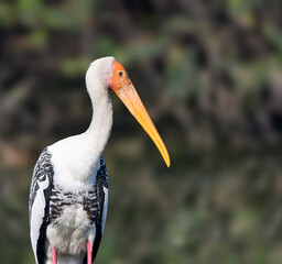 Painted Stork Adult at Sultanpur National Park Haryana