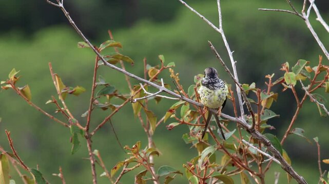 Exotic endangered Palkachupa Cotinga bird in mountain rainforest jungle fork tail, Swallow-tailed Cotinga, South America, stunning,