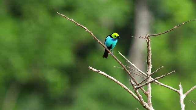 Beautiful colorful Paradise Tanager bird in exotic rainforest jungle daylight