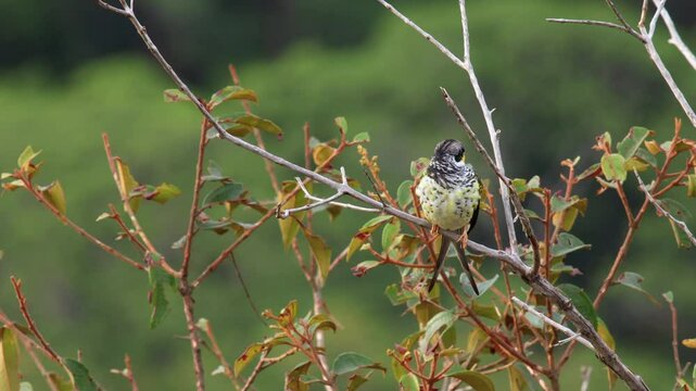 Exotic endangered Palkachupa Cotinga bird in mountain rainforest jungle fork tail, Swallow-tailed Cotinga, South America, stunning,